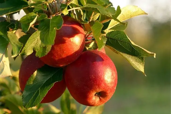 Apples for cider red