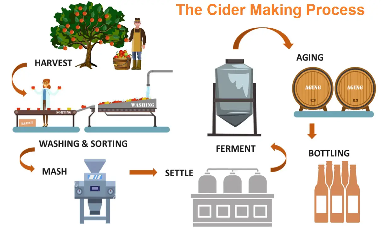 Cider VS Beer Everything You Need To Know!