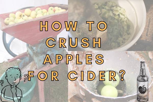 How to grind apples for cider making