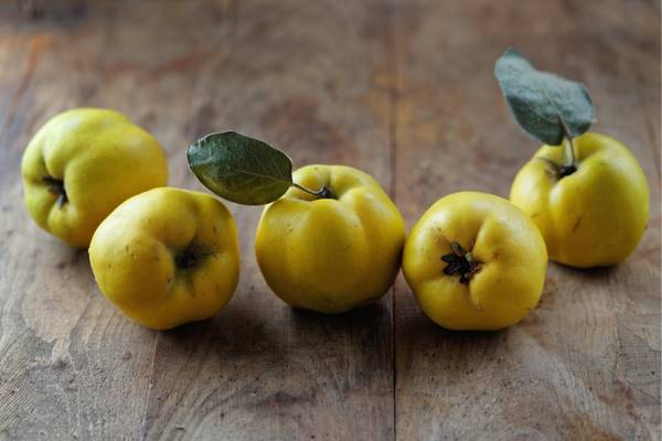 cider from quinces