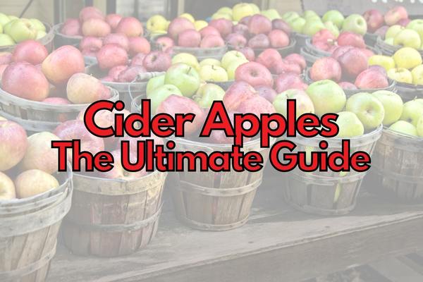 Best apples for Cider Brewing (How To Choose!)