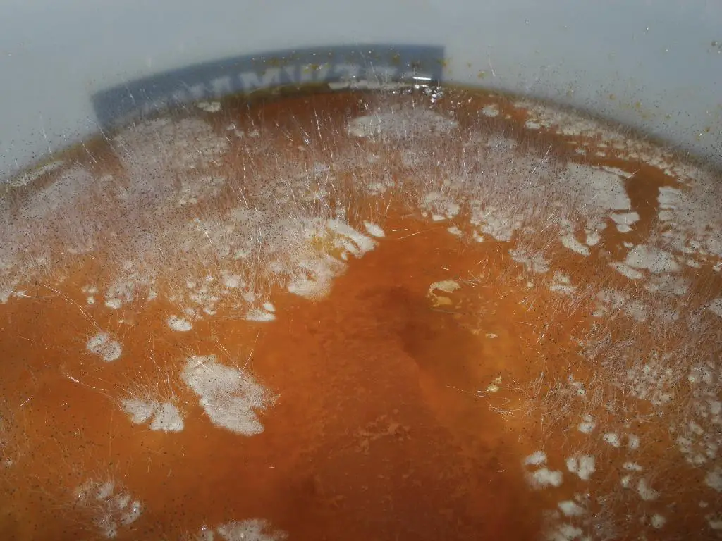 mold growing on cider