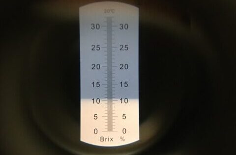 Looking through my refractometer.