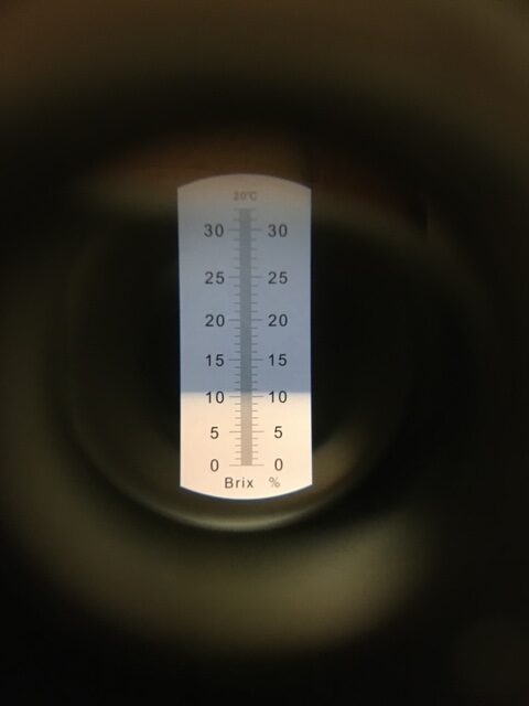 Looking through my refractometer.