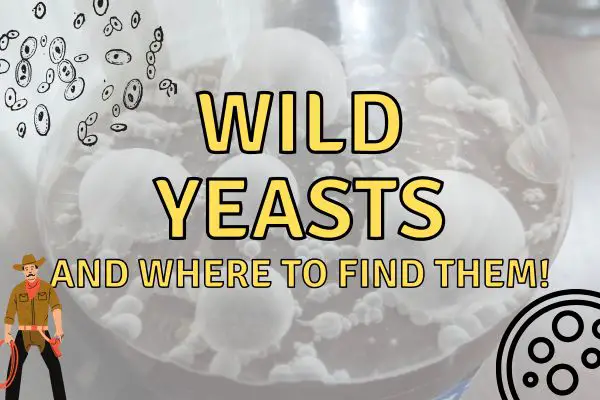 Wild Yeast in Brewing – Why Risk It?