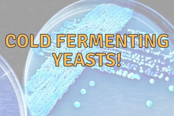 Best Low Temperature Yeast Strains For Brewing!
