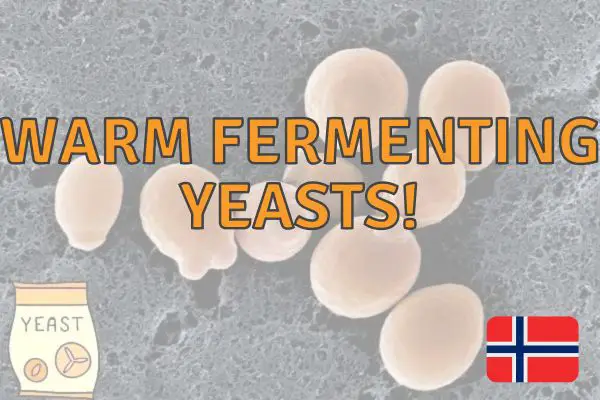 High Temperature Yeast Strains For Brewing – A Full Guide!